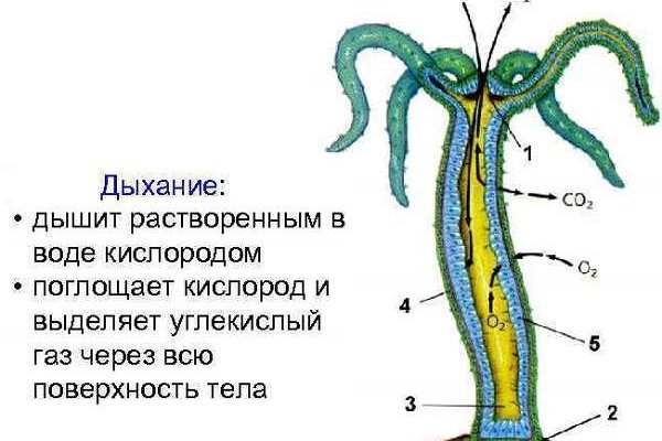 Kraken hydra